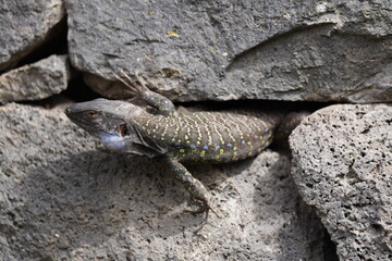 Kanareneidechse (Männchen)