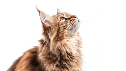 standing cat with grooming hair looking up on white background.