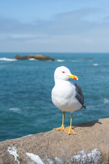 Beautiful seagull in front of the ocean. Biarritz, Basque Country of France. - 762686284