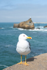 Seagull in Biarritz, Basque Country of France. - 762686285