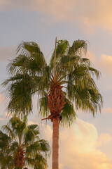 Exotic palm tree with cloudy evening sky in the background