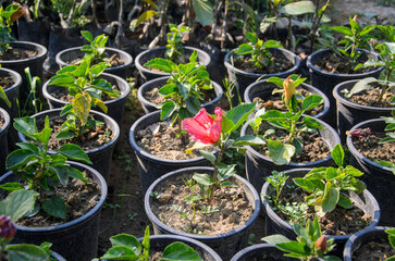 Growing plants in pot in the garden