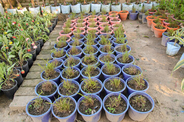 Growing plants in pot in the garden