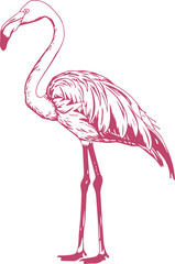Flamingo bird clipart desing illustraion