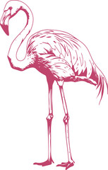 Flamingo bird clipart desing illustraion
