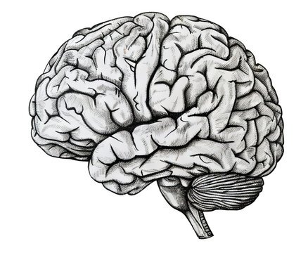 Drawing of a human brain seen from the side. Transparent background