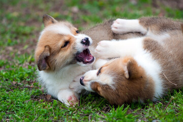 Portrait of cute pembroke welsh corgi puppies