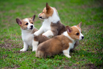 Portrait of cute pembroke welsh corgi puppies