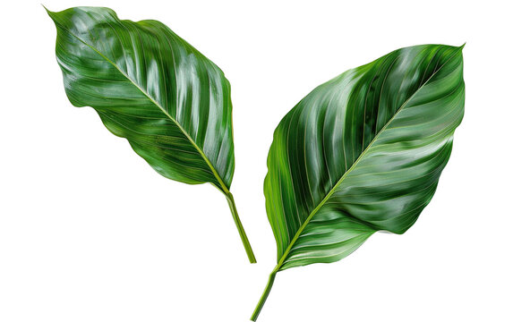 Beautiful green leaves of tropical plants  on transparent background, png	