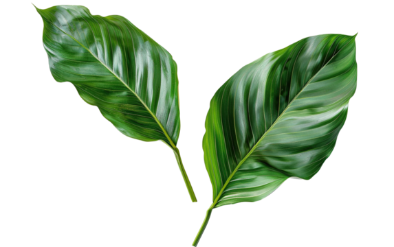Beautiful green leaves of tropical plants  on transparent background, png	