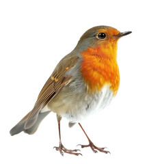 A robin bird  on transparent background, png	