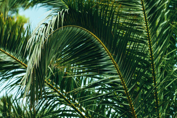 Fototapeta premium Lush green palm leaf bent down, tropical tree at the seaside