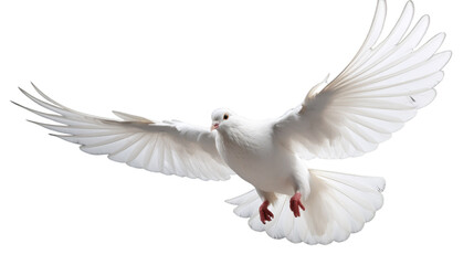 A majestic white bird soars through the sky, its wings gracefully outstretched