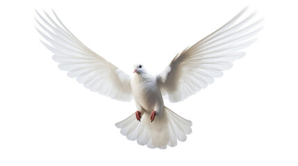 A majestic white bird soars through the air, displaying its wings in full spread - obrazy, fototapety, plakaty