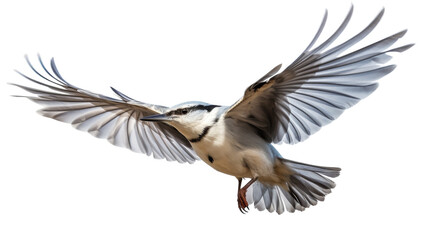 A bird soars through the sky, wings outstretched in a display of graceful flight - obrazy, fototapety, plakaty