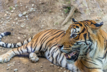 Bergamo, lombardia, italy, parco naturale, animali,