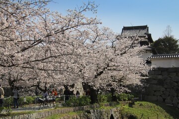 福岡市の舞鶴公園の満開の桜