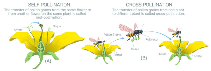 The process of transferring pollen grains from anther to stigma to different anther and stigma of flower is called pollination. Pollination vector illustration. Self pollination and cross pollination - obrazy, fototapety, plakaty