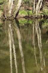 reflet d'arbres
