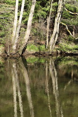 Obraz premium reflet d'arbres