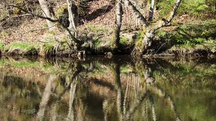 reflet d'arbres