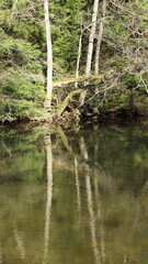 Obraz premium reflet d'arbres