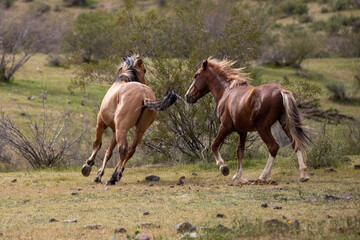 Wild horse stallions running while fighting in the Salt River wild horse management area near Scottsdale Arizona United States