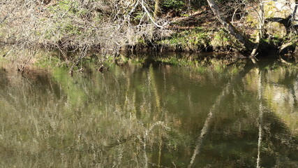 reflet d'arbres