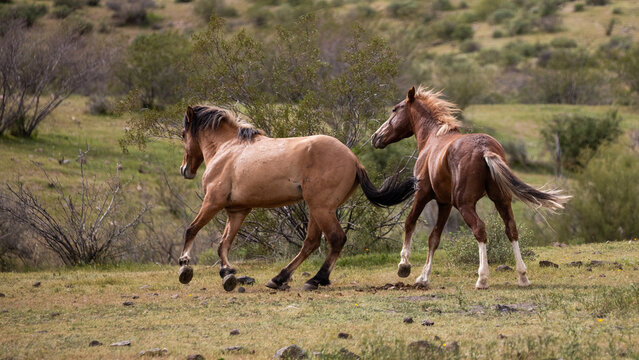Running wild horse stallions fighting in the Salt River wild horse management area near Scottsdale Arizona United States