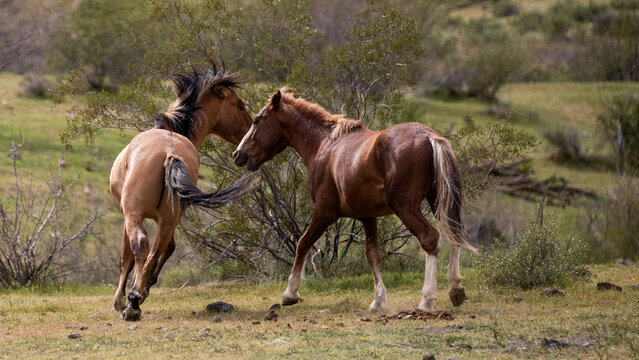 Southwestern wild horse stallions running while fighting in the Salt River wild horse management area near Mesa Arizona United States
