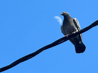 pigeon sitting on a cable and with the moon in the background. photo with blue background.
