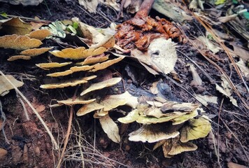 mushrooms shelf in the forest