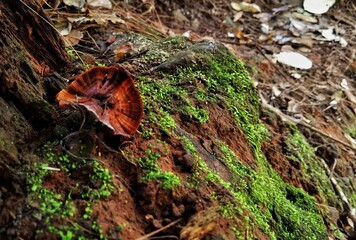 moss ad Brown mushroom on the tree