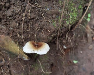 mushrooms white in the forest