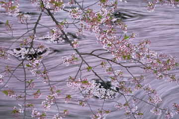 桜と花筏