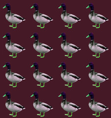 set of birds