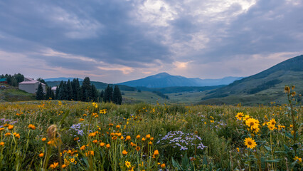 Fototapeta premium Colorful wildflowers meadow along Snodgrass trail near Crested Butte, Colorado