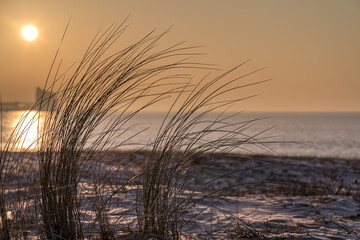 close-up of beach grasses on the ile de ré coastline in the early morning. beautiful warm light.