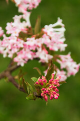A selective focus shot of pink viburnum farrera