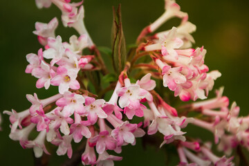 A selective focus shot of pink viburnum farrera