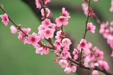Spring. Peach blossom branch with stamens and pistil on green background. Copy space.