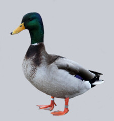 mallard duck 