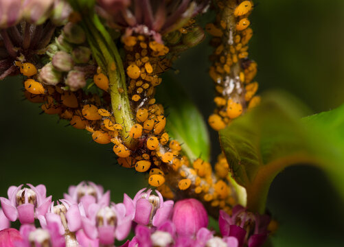 A swamp milkweed plant is infested with aphids.