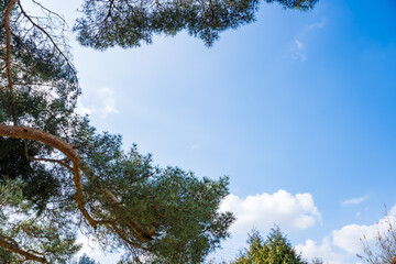 Coniferous tree against the sky in clear sunny day. Nature in Early spring,flora
