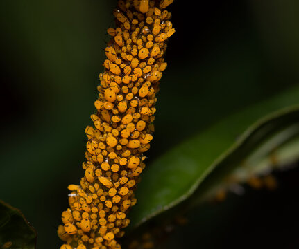 A plant is infested with tiny yellow aphids