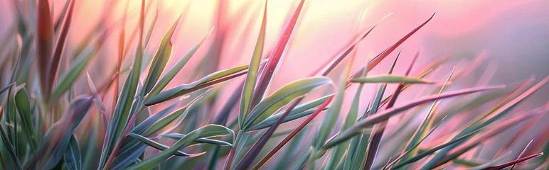 Ingelijste posters Green and pink grass in the morning macro. © Robert