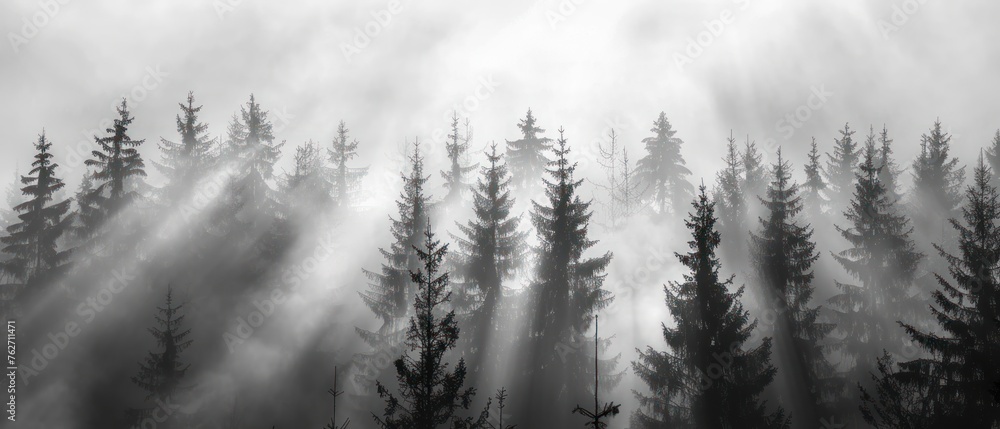 Poster a forest with trees in the foreground and background. the trees are tall and the sky is cloudy
