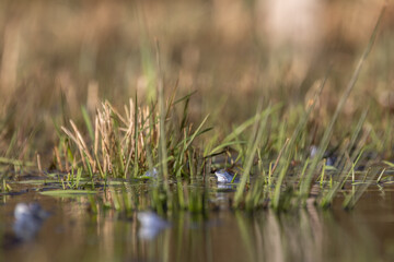 Moorfrösche während der Paarungszeit im Frühjahr beim Laichen.