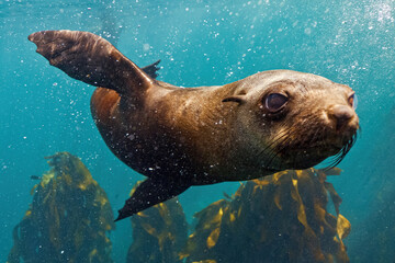 Obraz premium Sea Lions and Seals in the Enchanted Underwater Kelp Forest. Southern sea lions basking in the sun at a colony in Nuevo Gulf, Valdes Peninsula, Argentina. The playful sea lions frolic in the shallow