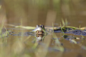 Moorfrösche während der Paarungszeit im Frühjahr beim Laichen.